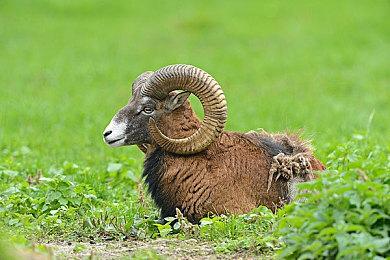 《风来之国》时长30小时以上 Switch国行版号申请中